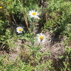 Boltonia asteroides