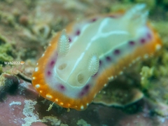 Goniobranchus setoensis