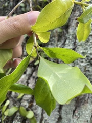 Coprosma macrocarpa