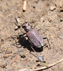 Cicindela longilabris