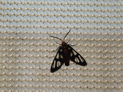 Amata huebneri