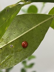 Chilocorus circumdatus