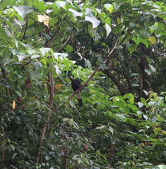 Anorrhinus galeritus