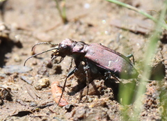 Cicindela longilabris