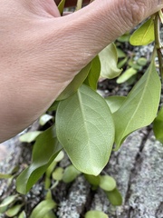 Coprosma macrocarpa