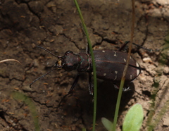 Cicindela duodecimguttata