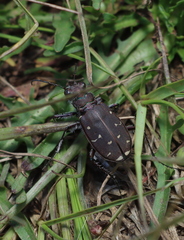 Cicindela duodecimguttata