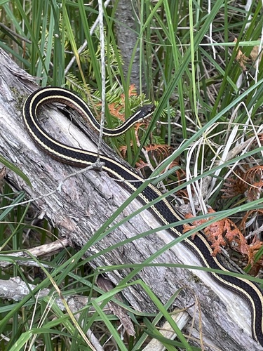 Northern Ribbon Snake