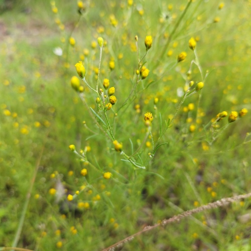 Schkuhria pinnata iNat (1)