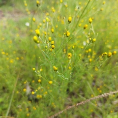Schkuhria pinnata