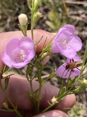 Agalinis aspera