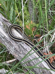 Thamnophis saurita septentrionalis