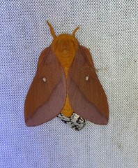 Anisota virginiensis