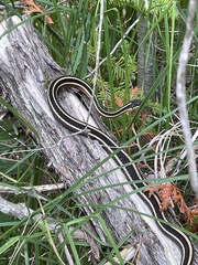Thamnophis saurita septentrionalis
