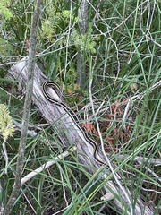 Thamnophis saurita septentrionalis