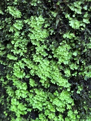 Hymenophyllales