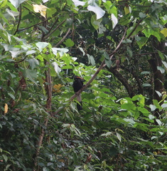 Anorrhinus galeritus