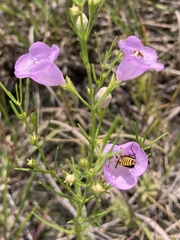 Agalinis aspera