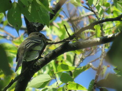 Empidonax minimus