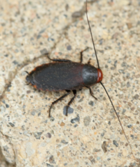 Oxyhaloa deusta