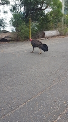 Alectura lathami lathami