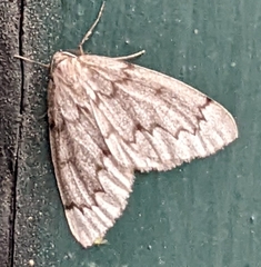 Nepytia pellucidaria