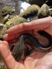 Dicamptodon tenebrosus