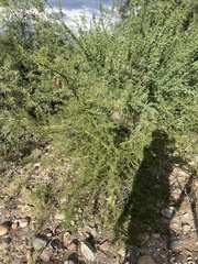 Parkinsonia florida