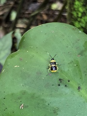 Paratriarius