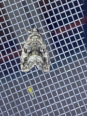 Protodeltote muscosula