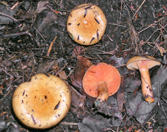 Lactarius deterrimus
