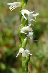 Spiranthes vernalis