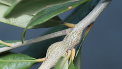 Callirhytis quercusbatatoides