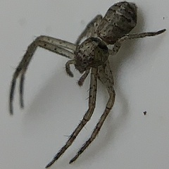 Tmarus angulatus