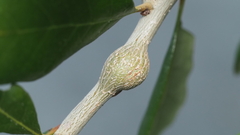 Callirhytis quercusbatatoides