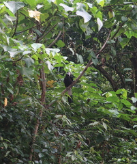 Anorrhinus galeritus