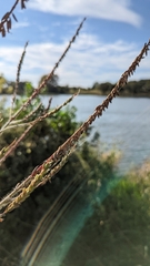 Oenothera curtiflora