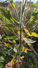 Oenothera curtiflora