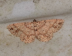 Synegia