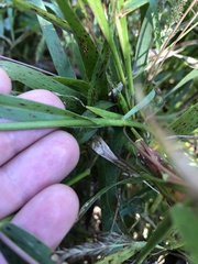 Tradescantia ohiensis