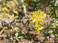 Solidago odora