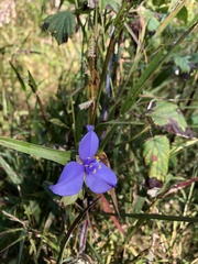 Tradescantia ohiensis