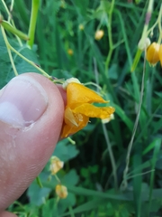 Impatiens ecornuta