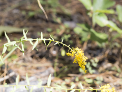 Solidago odora
