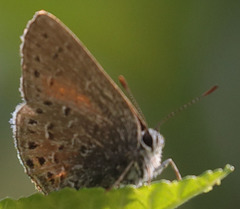 Satyrium behrii