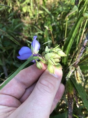 Tradescantia ohiensis