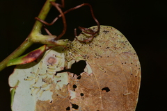 Phosphila turbulenta