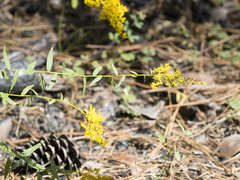 Solidago odora