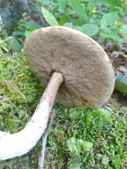 Leccinum