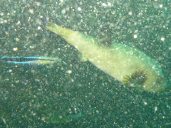 Arothron immaculatus